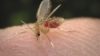 Researchers have identified a cross-species Leishmania antigen called PEPCK that  could result in a cross-species vaccine against Leishmaniasis. In the image, a sandfly, which is responsible for carrying the Leishmania parasite