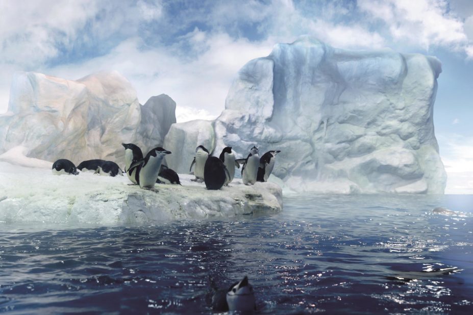 Save the endangered penguins