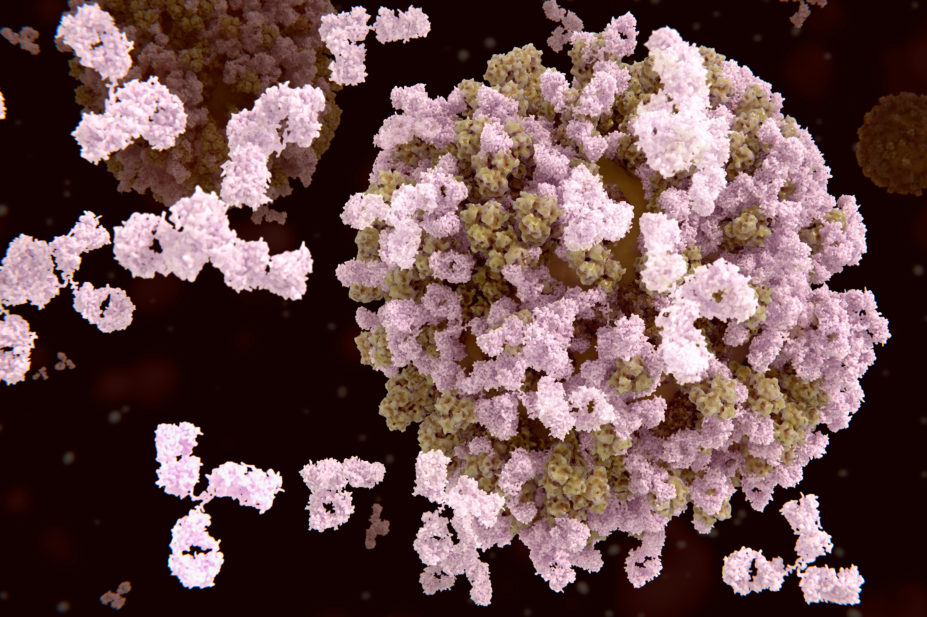 Antibodies bind to the influenza virus
