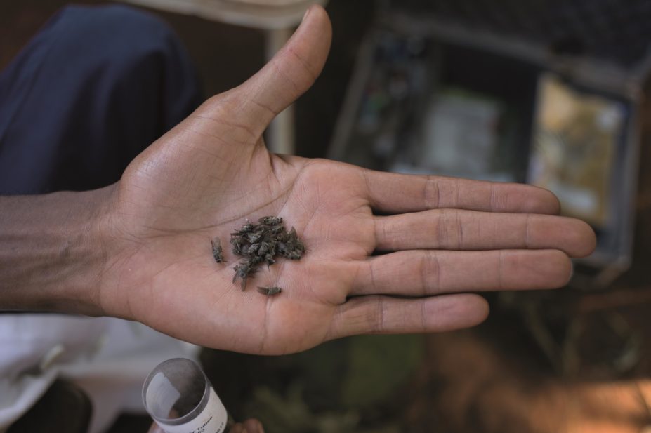 The Drugs for Neglected Diseases initiative has announced that it aims to spend €650m to deliver treatments for up to 10 diseases. In the image, tsetse mosquitos pictured on a researcher's hand are responsible for the African sleeping sickness