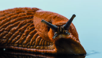 Close up of a slug