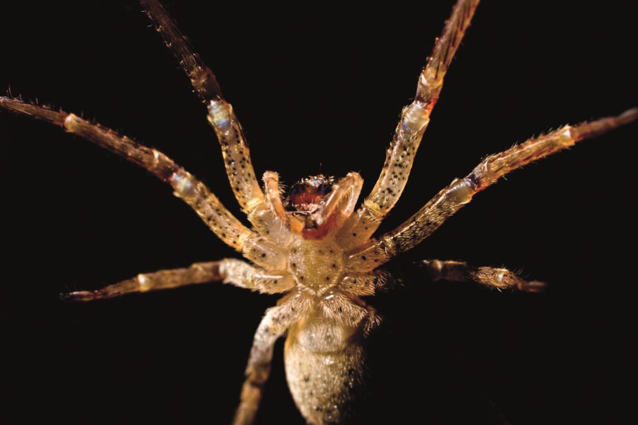 Scientists have identified a potent modulator of voltage-gated sodium (NaV) channels from spider venom, which could hold promise as a new analgesic.