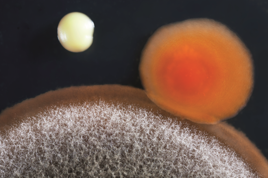 Staphylococcus aureus colony on an agar plate