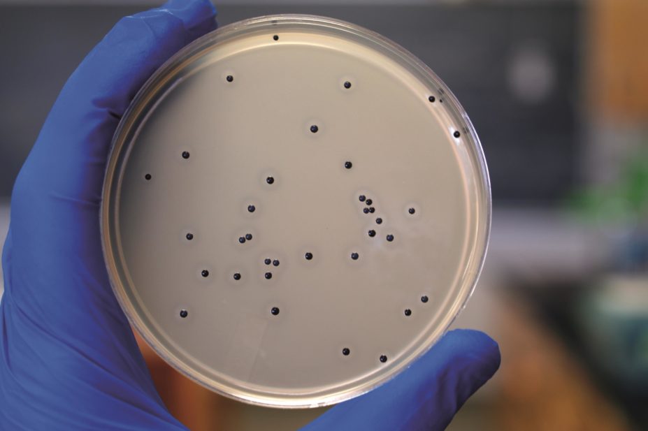 Healthcare-associated infection in England was 6.4% in 2011 and six common infections accounted for over 80% of infections in adults. In the image, a petri dish with a staphylococcus aureus culture