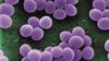 New endolytic enzyme called Staphefekt found to kill meticillin-resistant Staphylococcus aureus (pictured)