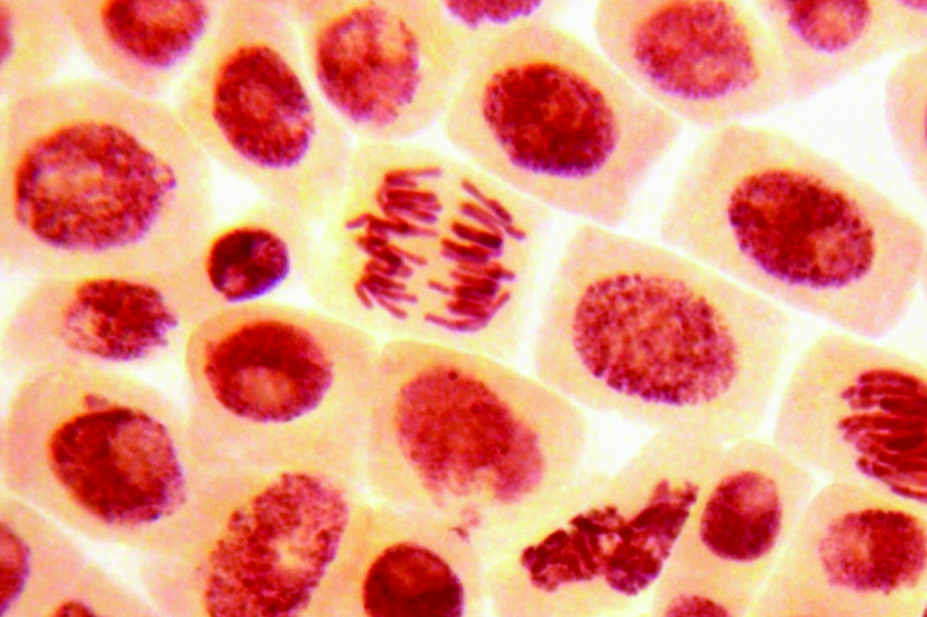 Micrograph of human stem cells