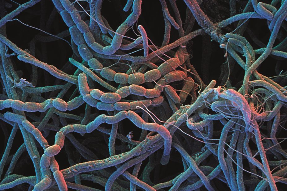 Pactamycin, an antibiotic isolated from Streptomyces pactum, opens a new frontier in anticancer drug development, researchers say. In the image, scanning electron micrograph (SEM) of Streptomyces bacteria