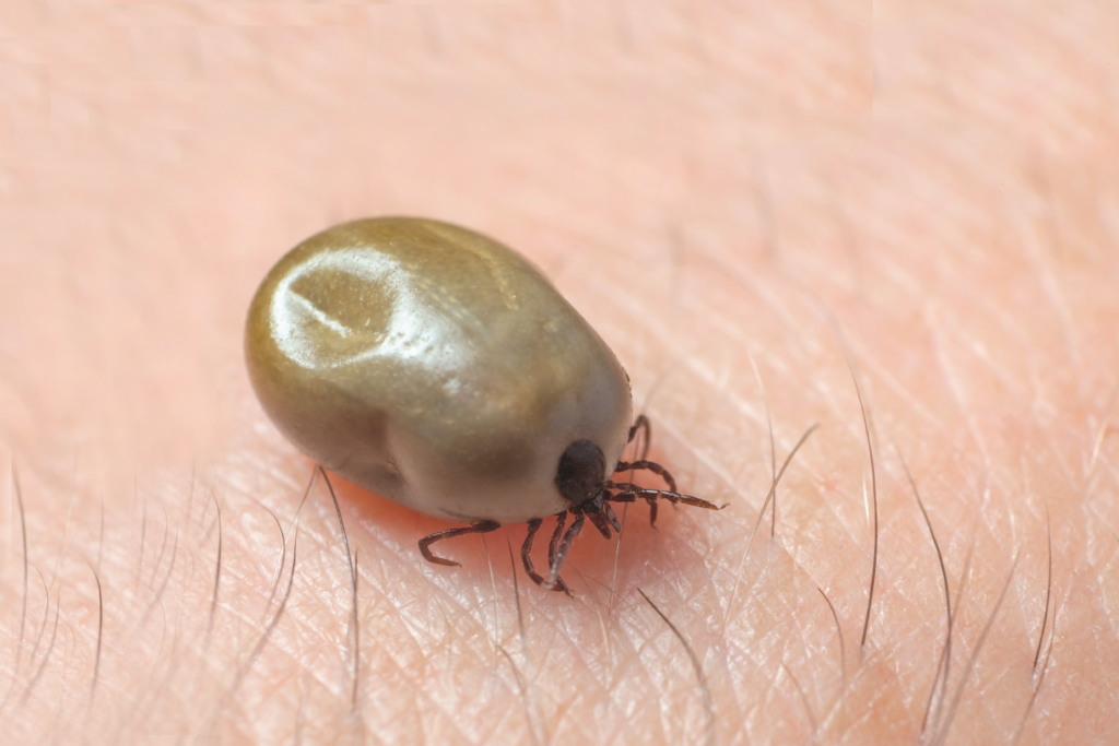 Lyme disease: awareness, diagnosis and management - The Pharmaceutical  Journal