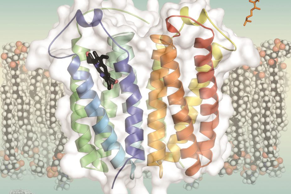 Translocator proteins (TSPO) pair up: each protein contains five helices that can bind to porphyrins, as well as PK11195 and cholesterol.