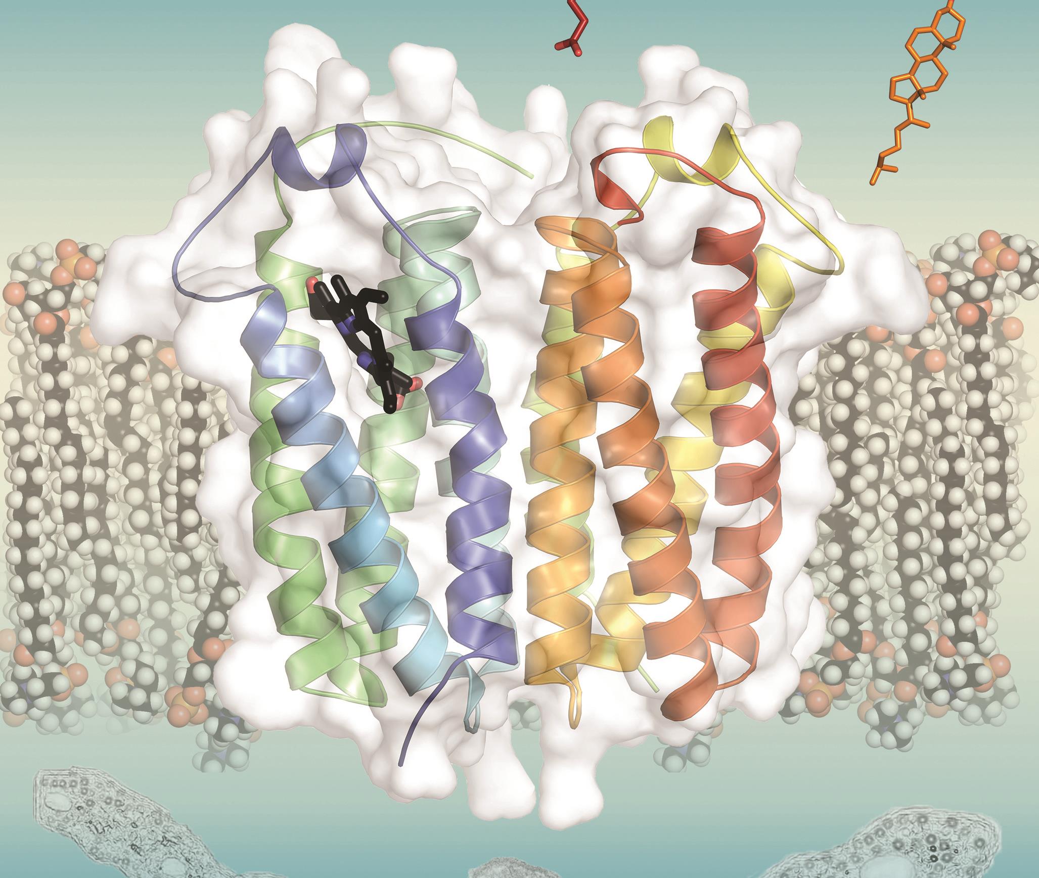 Structure of translocator protein hints at role in disease The