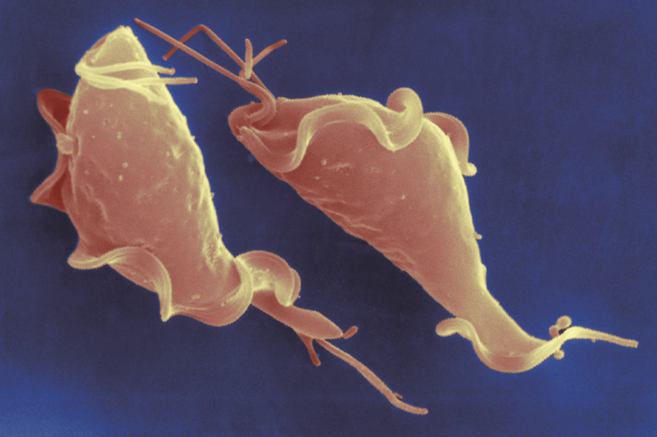 Scanning electron micrograph (SEM) of Trichomonas vaginalis parasite