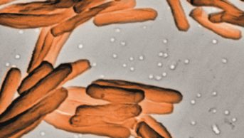 Tuberculosis (TB) bacteria release a section of DNA, a virus-mimicking molecule called c-di-AMP, and its behaviour offers drug and vaccine possibilities. In the image, micrograph of the TB bacteria