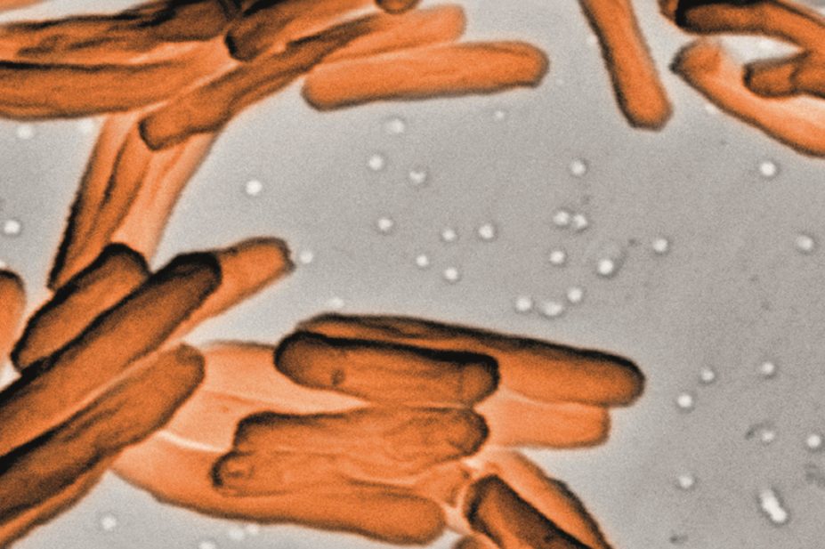Tuberculosis (TB) bacteria release a section of DNA, a virus-mimicking molecule called c-di-AMP, and its behaviour offers drug and vaccine possibilities. In the image, micrograph of the TB bacteria