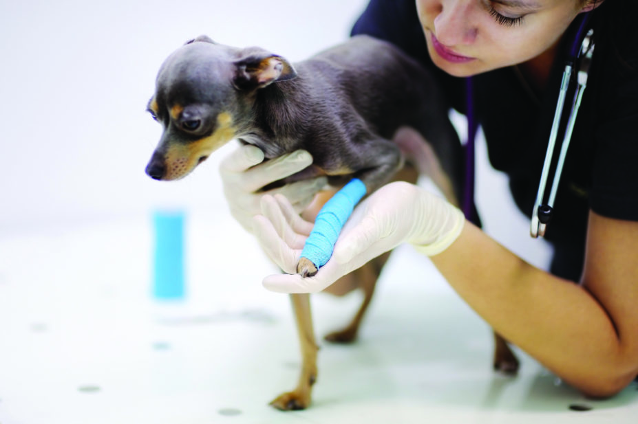 veterinary practice dog broken leg