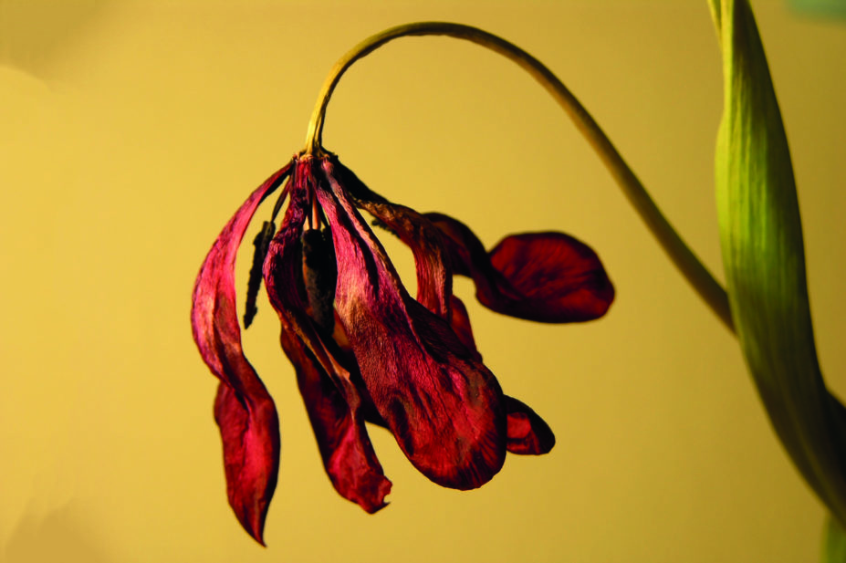 Wilting flower, menopause concept