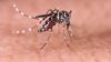 The aedes mosquito, carrier of the Zika virus