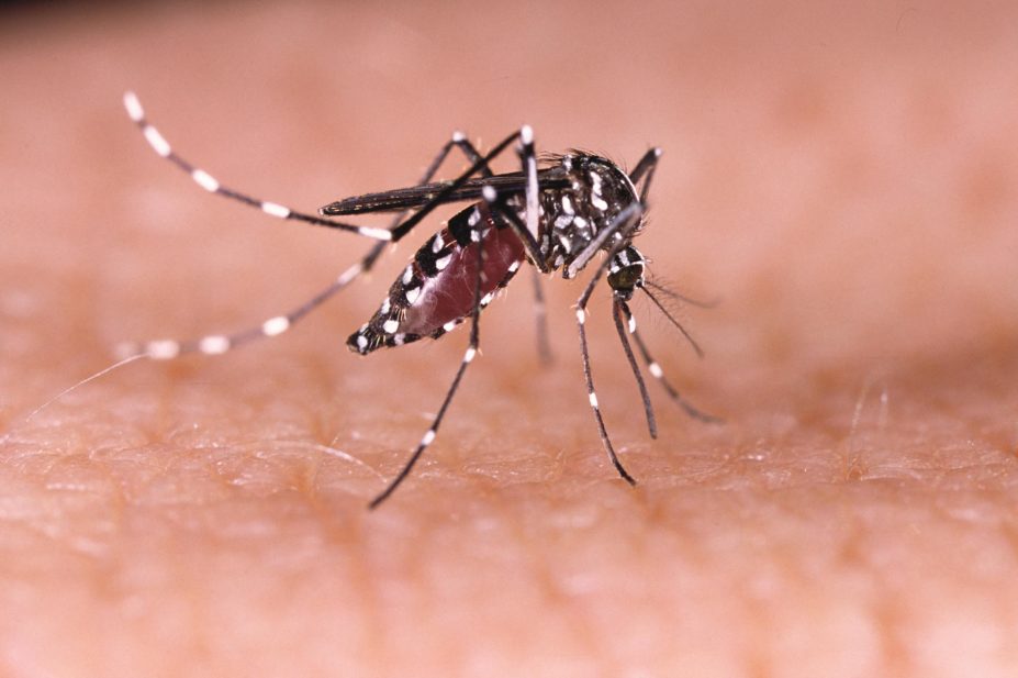 The aedes mosquito, carrier of the Zika virus