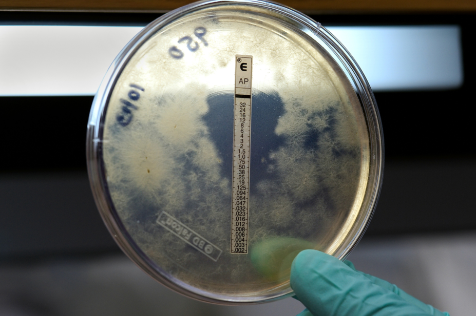 A petri dish showing a zone of inhibition surrounded by fungi