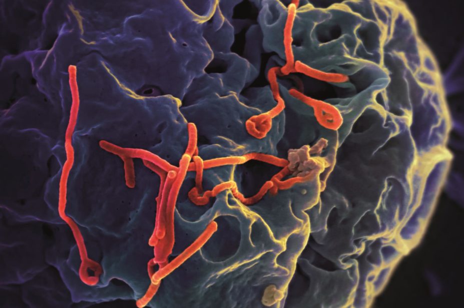 Micrograph of ebola virus budding from cell