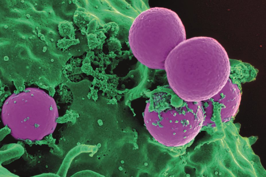 An audit and feedback programme targeting medical consultant teams on a hospital acute admissions ward has resulted in improvements in antimicrobial prescribing. Pictured, human neutrophil ingesting meticillin-resistant Staphylococcus aureus (MRSA).