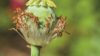 The enzyme that is responsible for converting (S)-reticuline into (R)-reticuline has been discovered. This could lead to safer methods for producing therapeutic alkaloids without the need to cultivate poppy fields. Close-up of an opium poppy, pictured