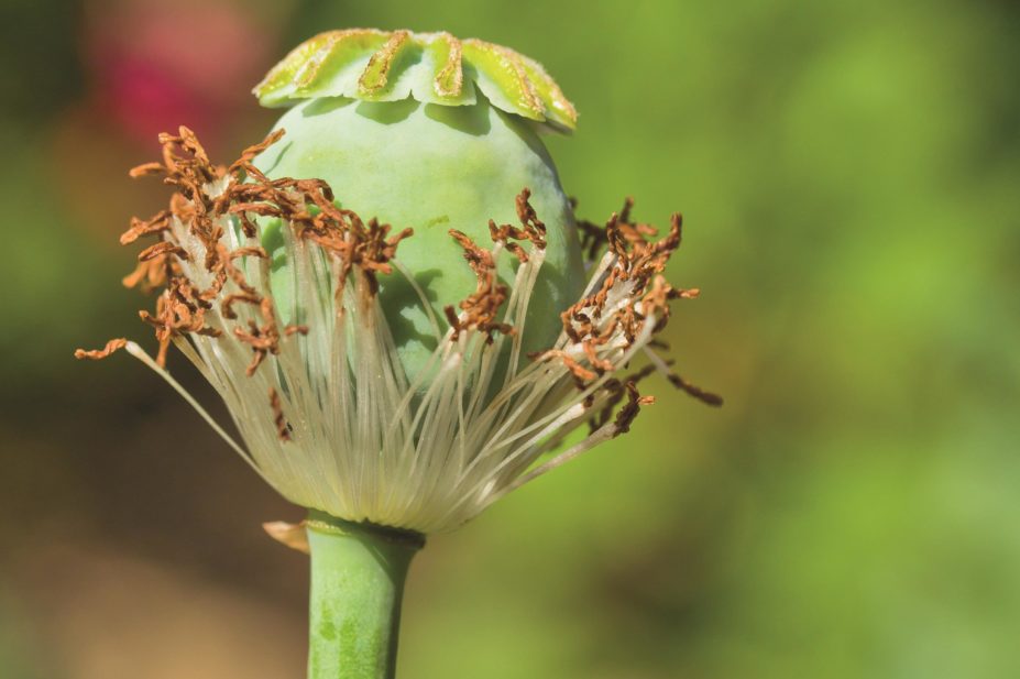 The enzyme that is responsible for converting (S)-reticuline into (R)-reticuline has been discovered. This could lead to safer methods for producing therapeutic alkaloids without the need to cultivate poppy fields. Close-up of an opium poppy, pictured