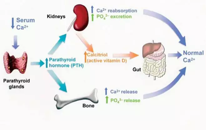 Functions of kidney 6: vitamin D activation - Chronic Kidney Disease ...