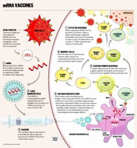 Everything you need to know about COVID-19 vaccines - The