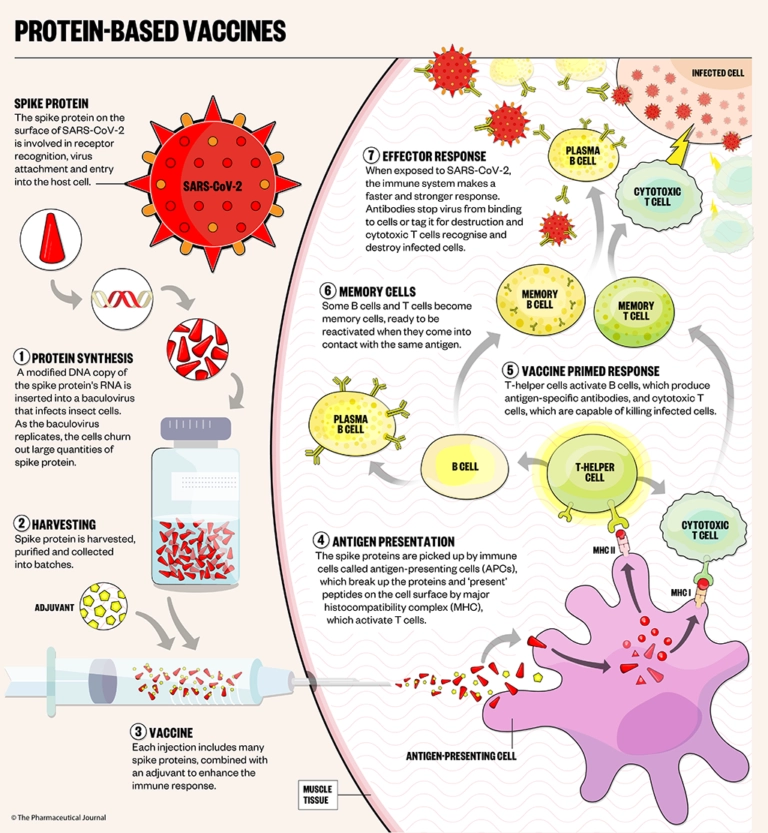 Everything you need to know about COVID-19 vaccines - The ...