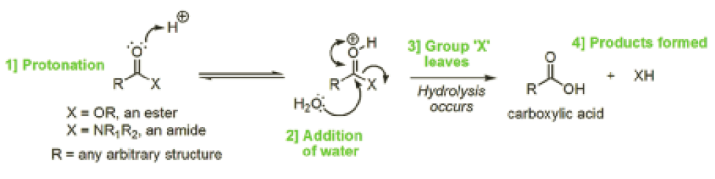 cyclic amide hydrolysis