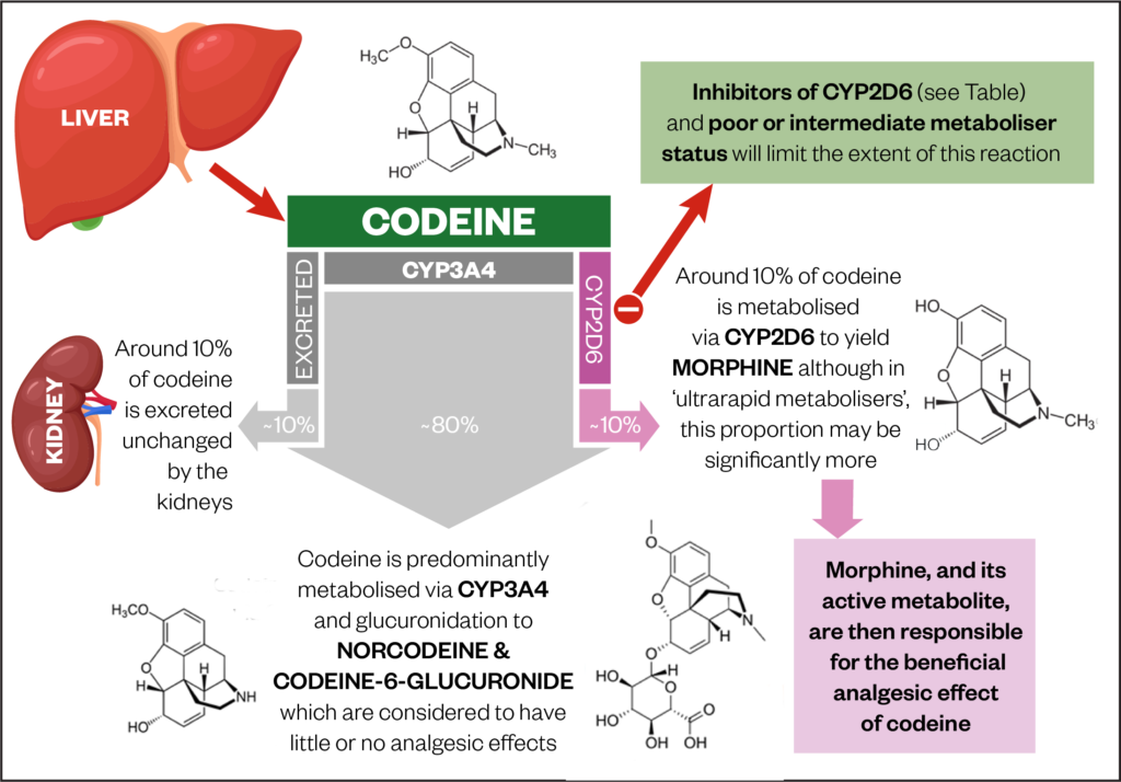 Figure. The hepatic metabolism of codeine​