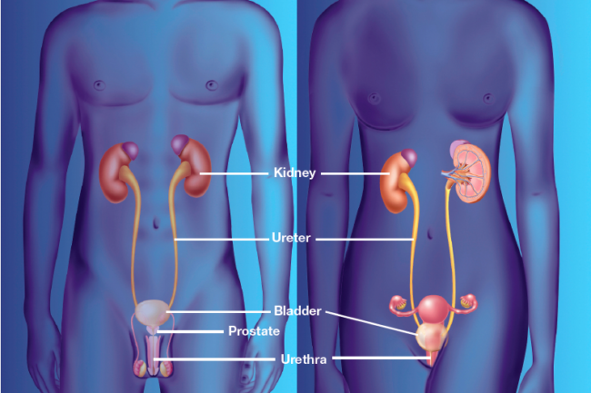 urinary-tract-infection-harvard-health