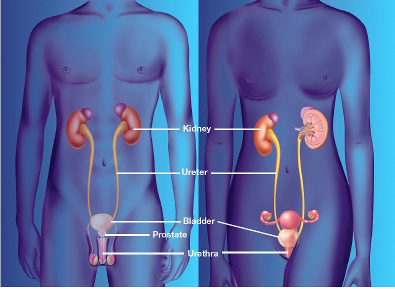 Why & How infection occurs in female urethra 