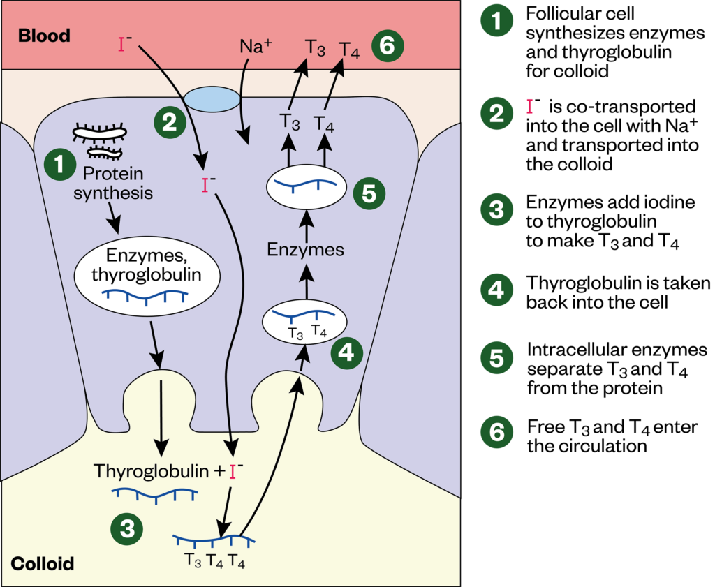 Figure 1: Thyroid hormone synthesis