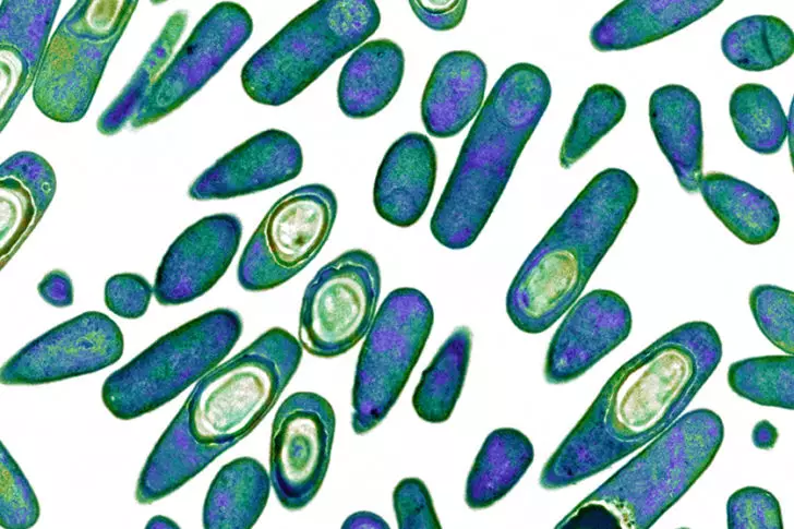 Clostridioides difficile infection: management - The Pharmaceutical Journal