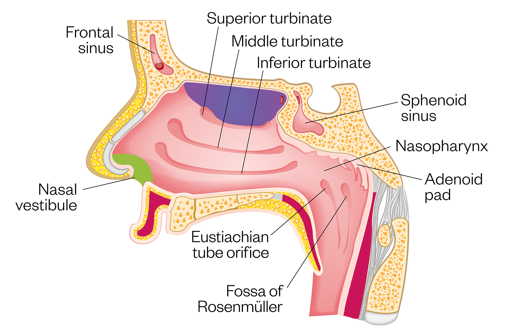 Figure 1: Anatomy of the nasal cavity