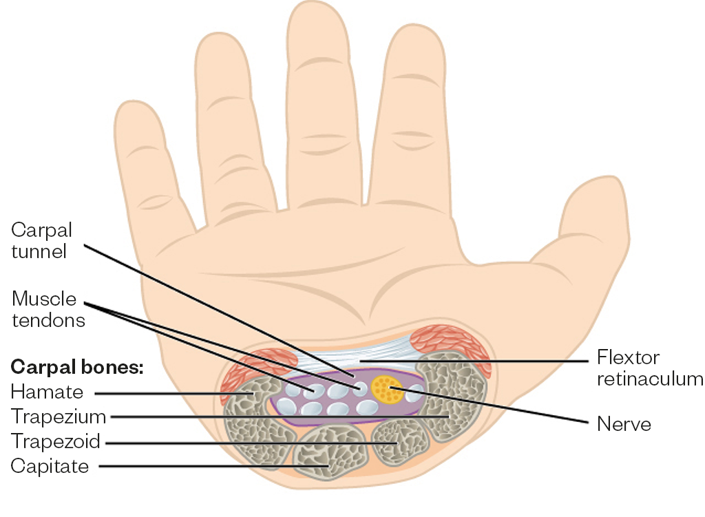 Figure 1: The anatomy of the carpal tunnel