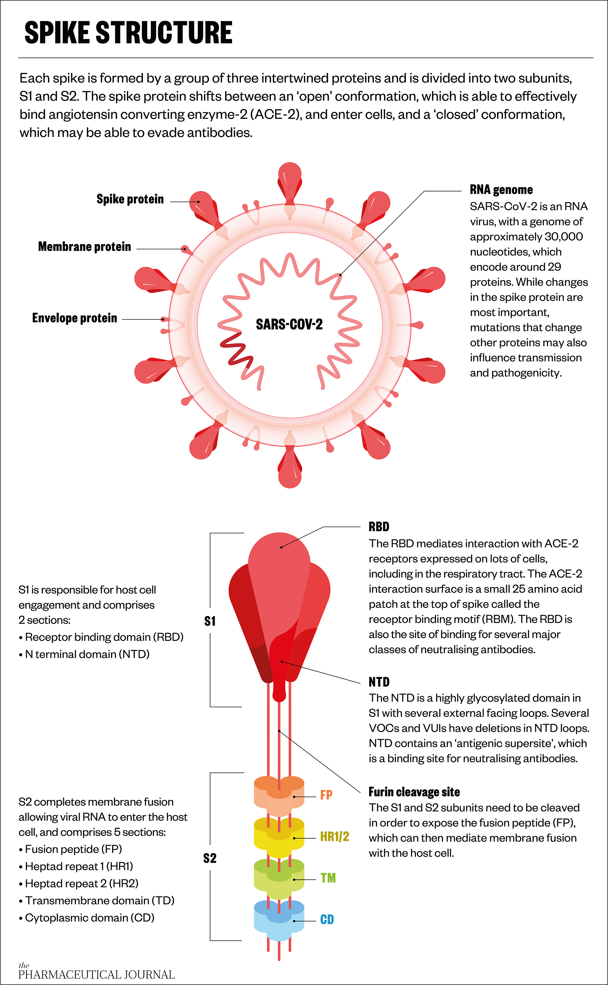 Never again: training our immune systems to neutralise future coronavirus killers