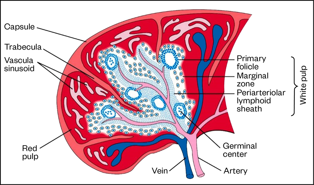 Figure 2: Labelled anatomy of the spleen