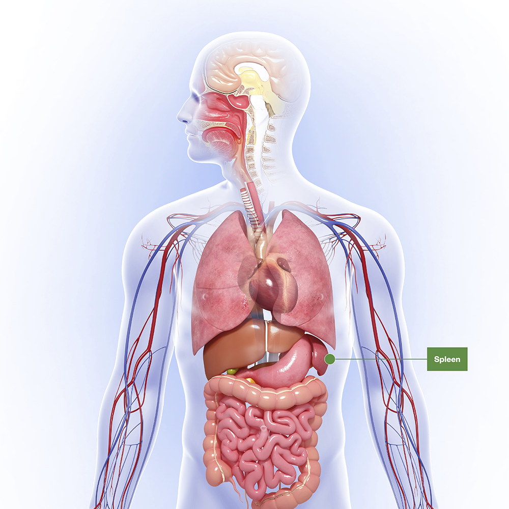 Figure 1: Location of spleen in the body
