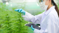 Scientist examining cannabis