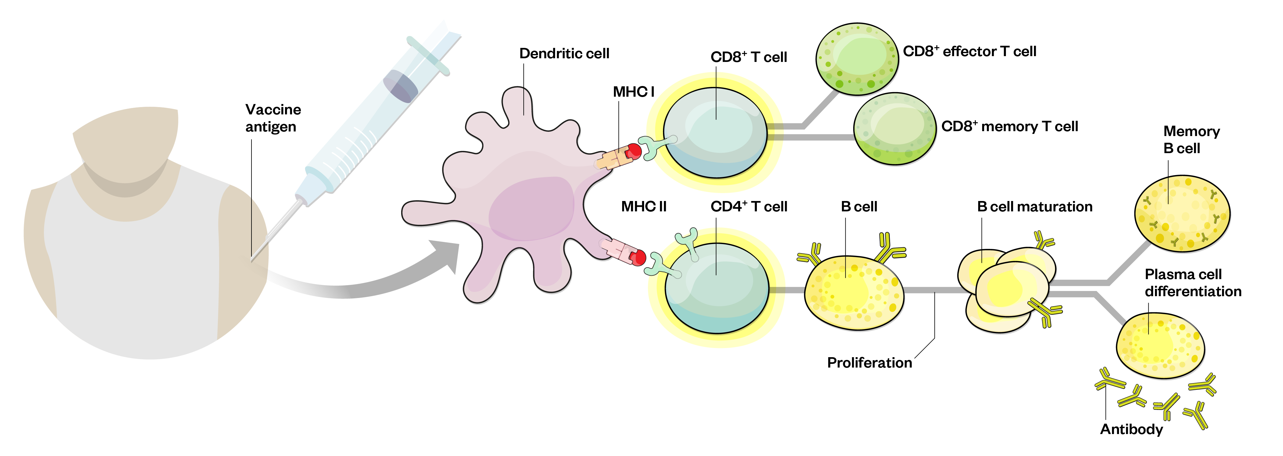 figure 2: vaccine-mediated immune response. Recognition of antigen at B- and T-cell level leads to proliferation, maturation, differentiation and production of effector T-cells and antibodies