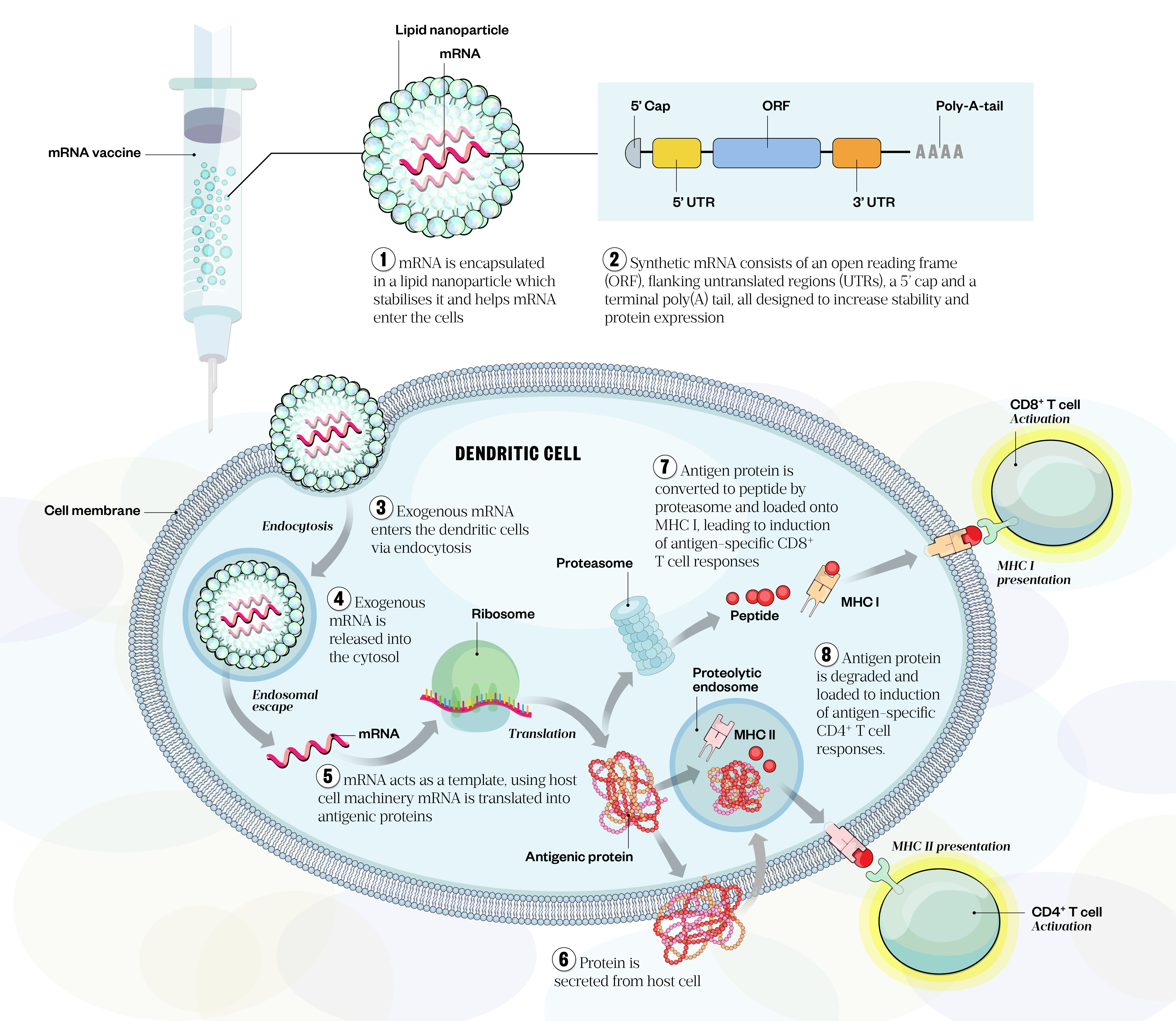 Figure 3: In vitro transcribed mRNA design, common modification strategies and mechanism of action of mRNA vaccines