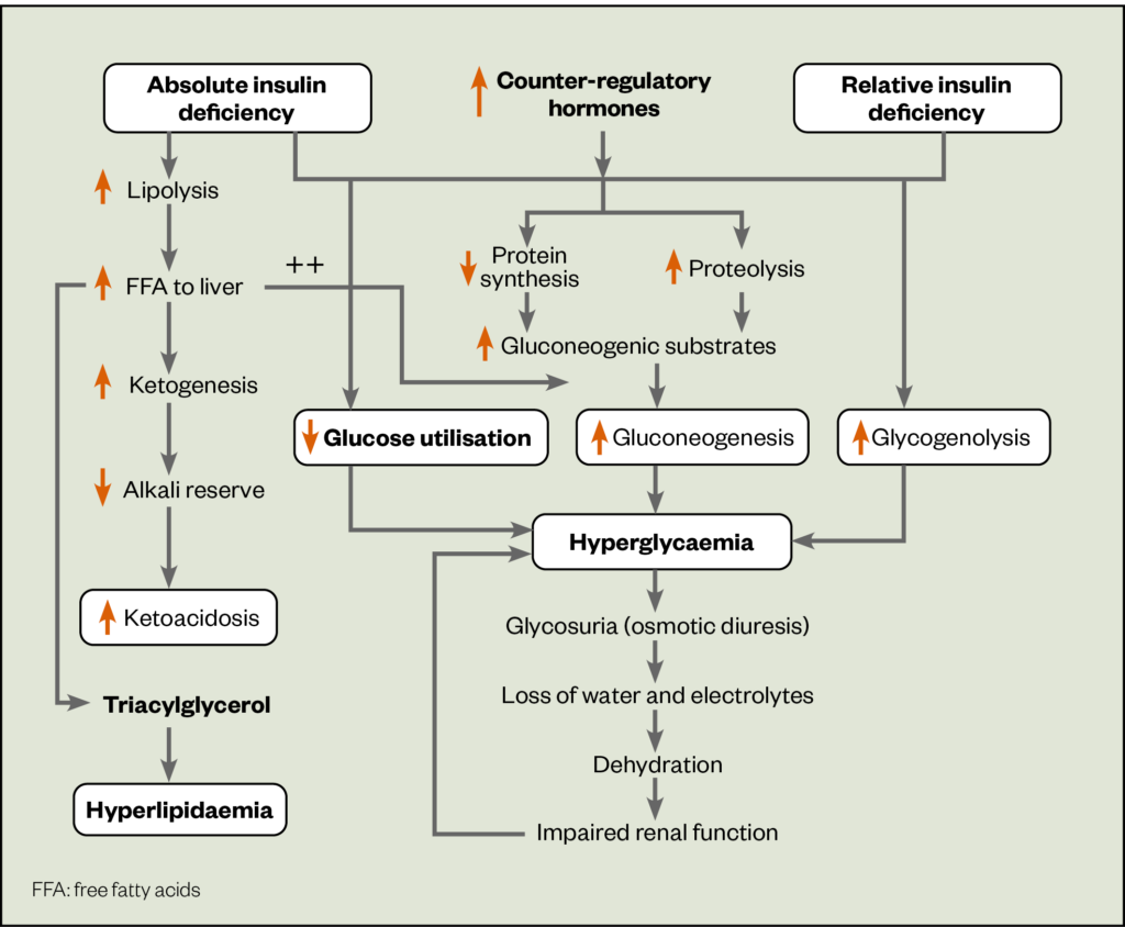 Diabetic Ketoacidosis In Adults: Identification, Diagnosis And ...