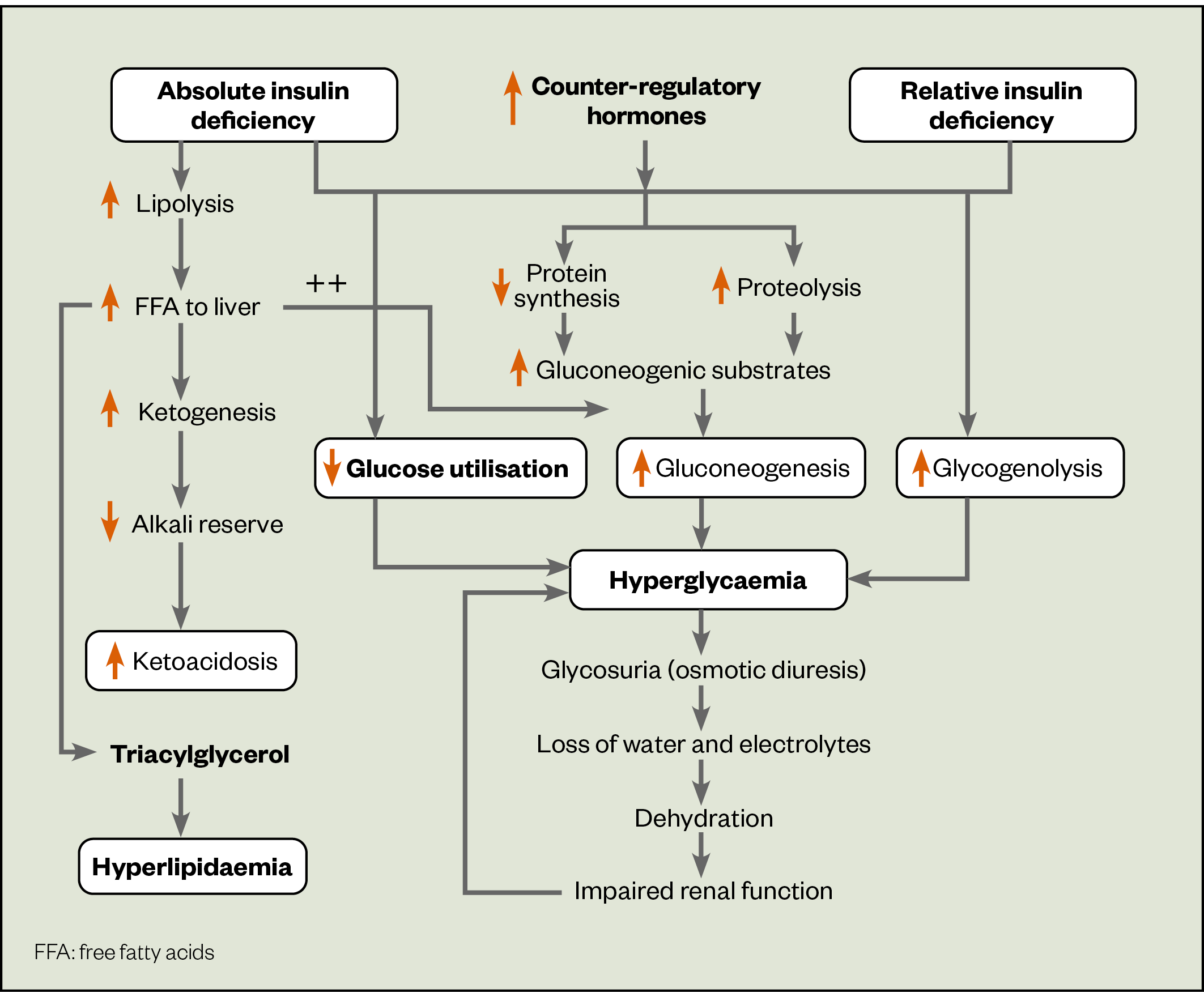 Figure 1- Pathogenesis of diabetic ketoacidosis