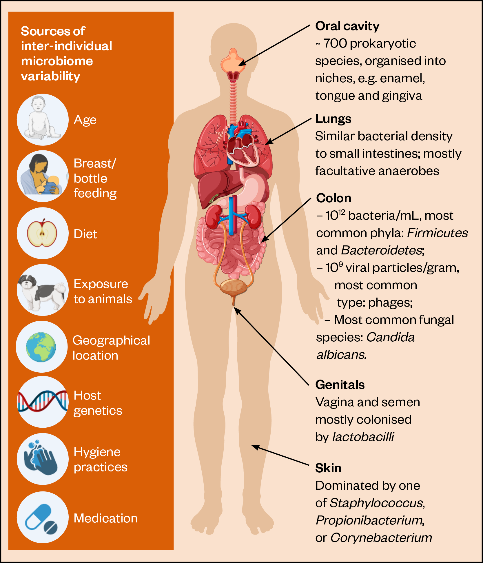 Figure 2: Significant elements of the microbiome at various body sites and sources of inter-individual microbiome variability