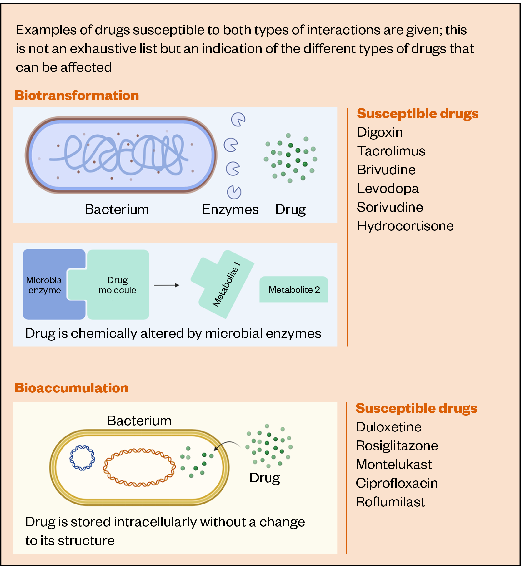Figure 3: A summary of biotransformation and bioaccumulation — the two methods by which the microbiota can directly deplete drug concentration within the intestinal lumen