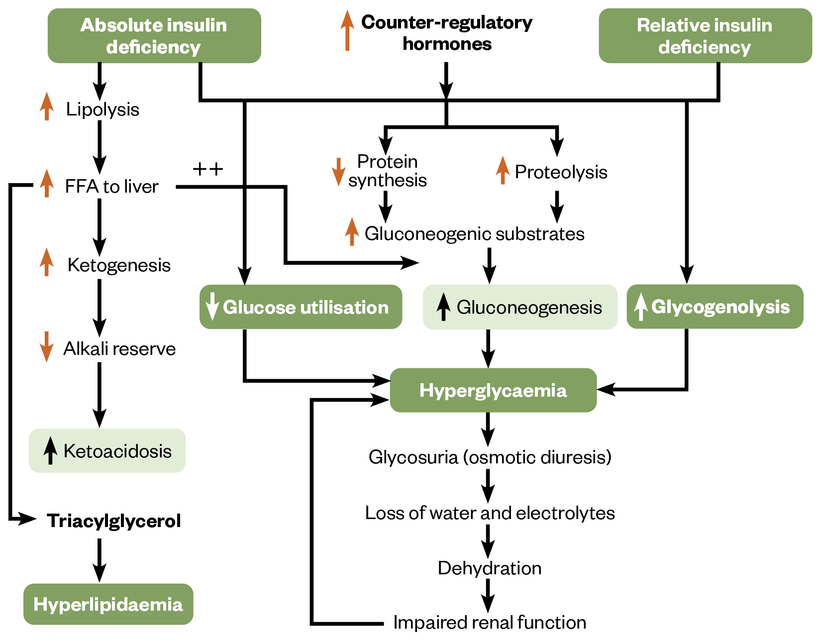 Flowchart showing pathogenesis of diabetic ketoacidosis