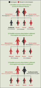 Wilson's Disease: Diagnosis And Management - The Pharmaceutical Journal