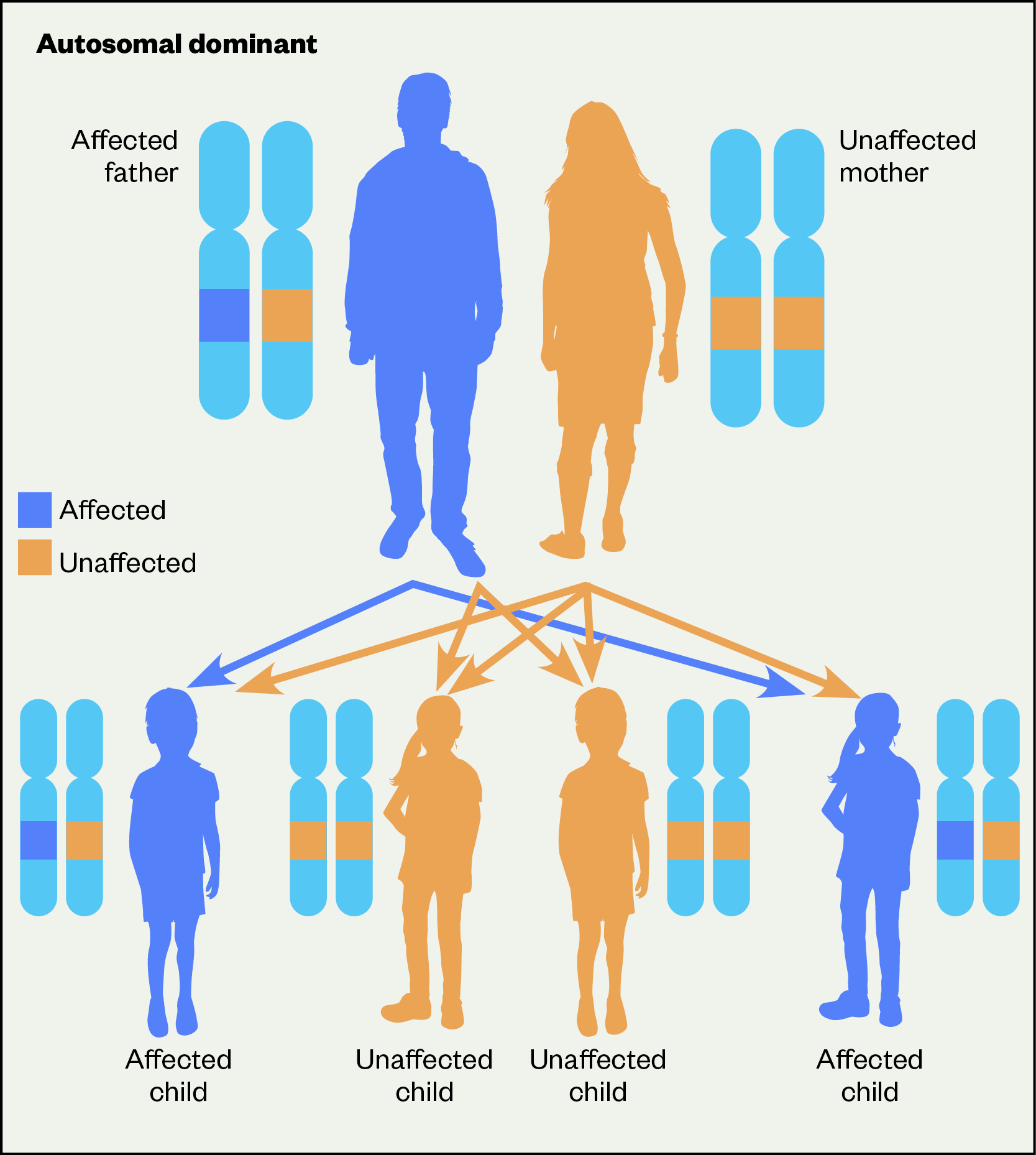 Figure 1: Inheritance of autosomal dominant genes